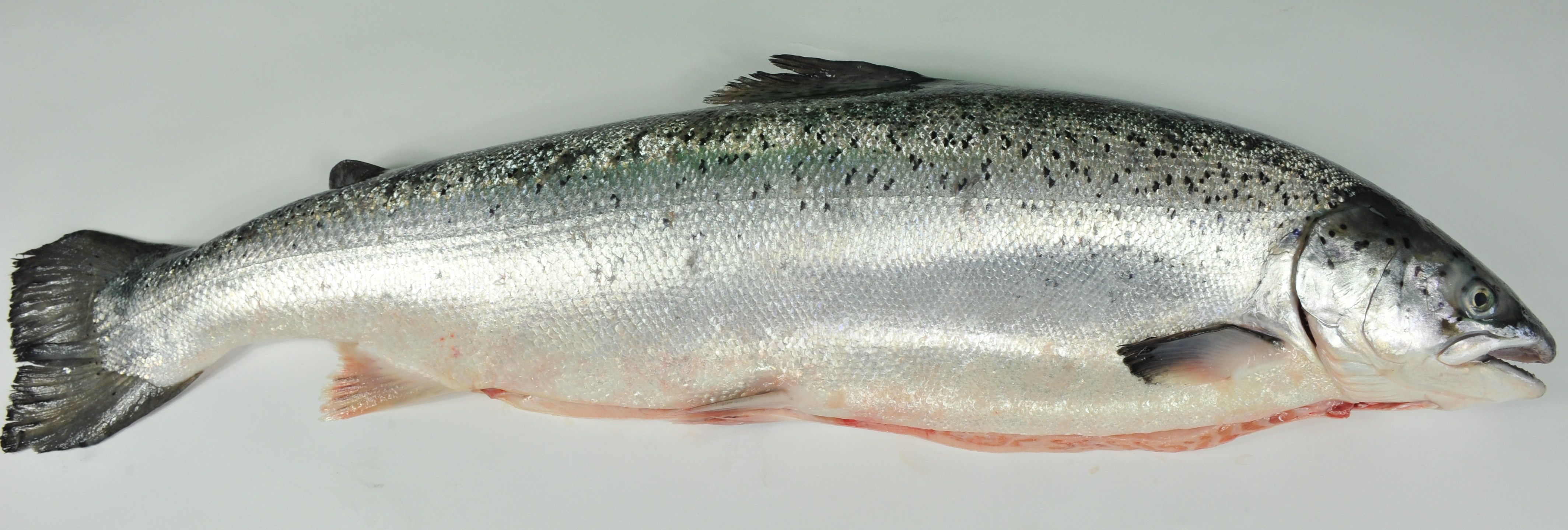 A farmed salmon ready for cooking