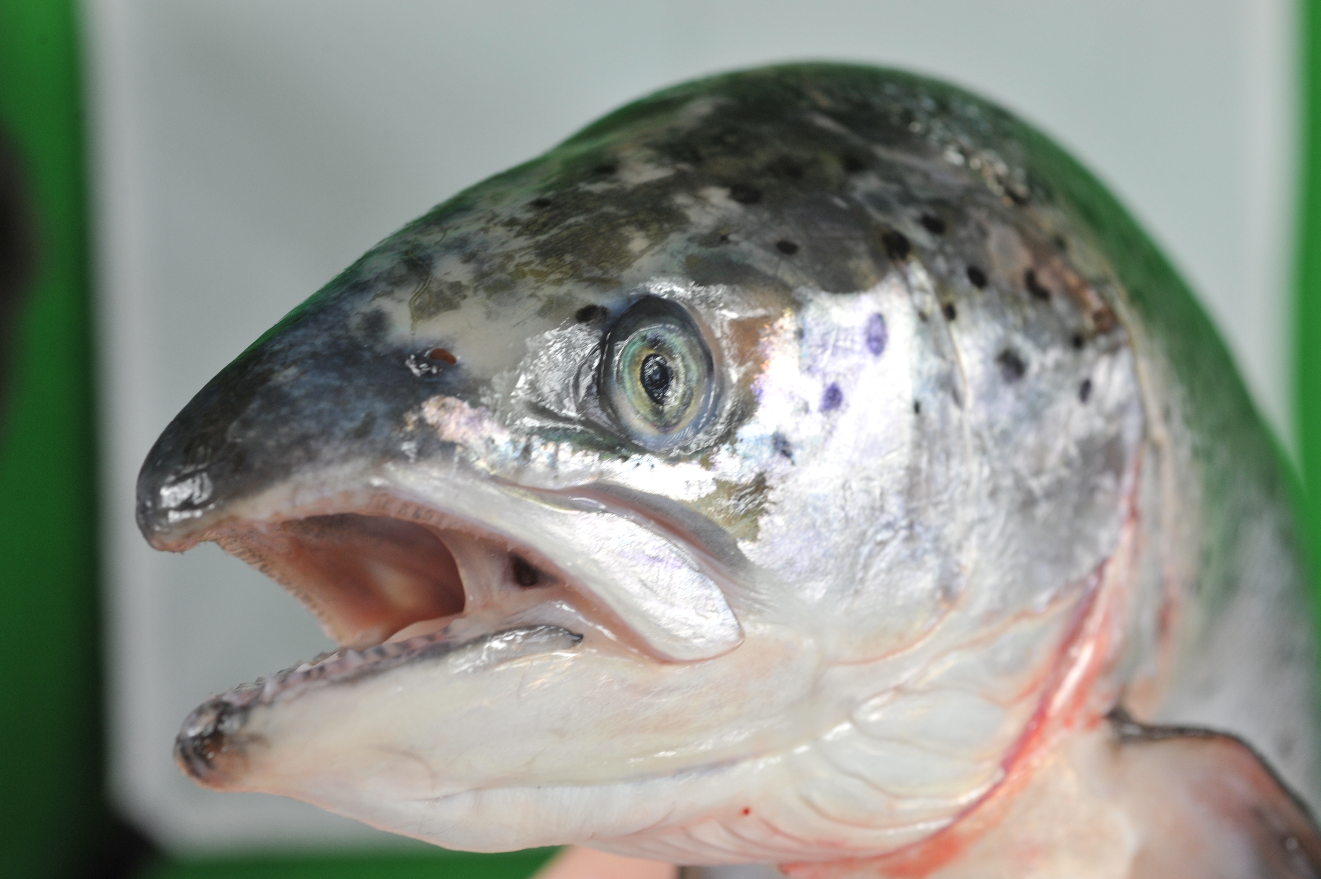 Close up photo of a farmed salmon in a fishmonger's shop